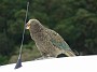 11.56- Le kea est espiegle, attention a rien laisser trainer